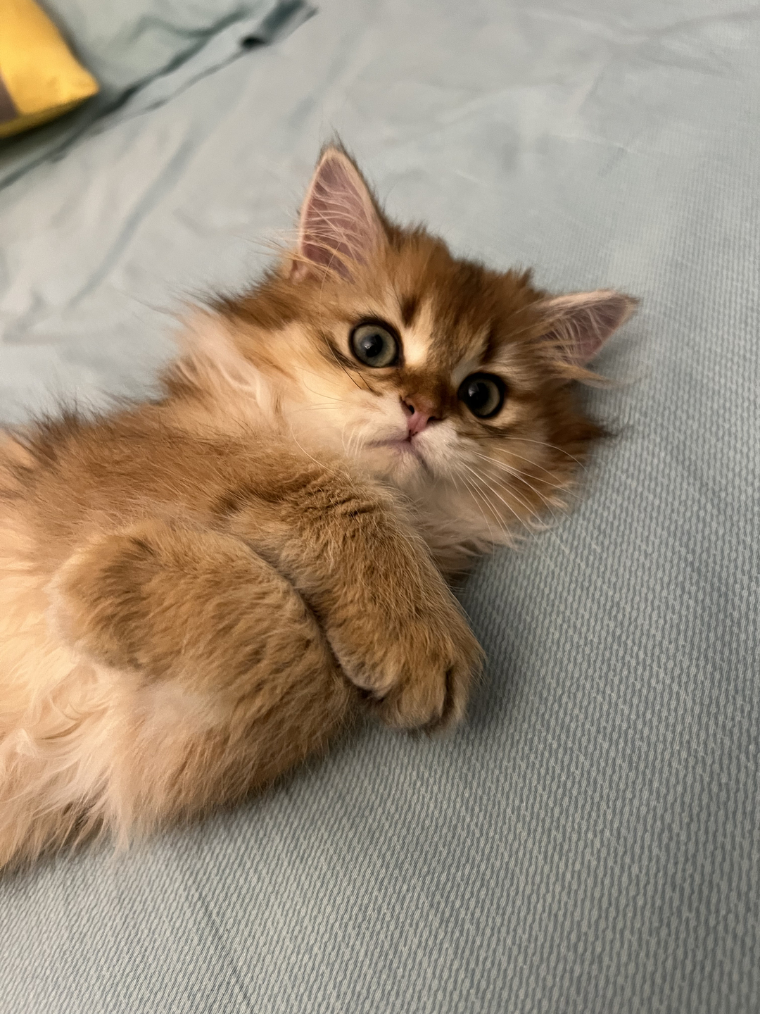 猫猫12 - 点点开黑